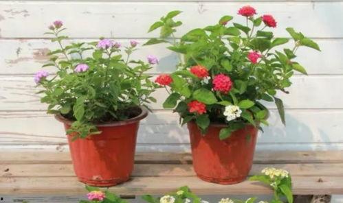 济南摩友爆料事件视频最新,真相与争议交织的骑行安全风波